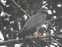 Helicolestes hamatus