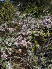 Malacothamnus arcuatus