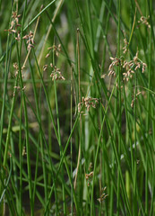 Schoenoplectus subulatus