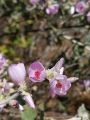 Malacothamnus arcuatus