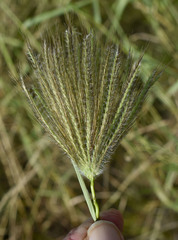 Dichanthium sericeum polystachyum