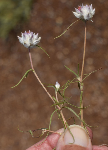 Gomphrena humilis