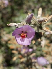 Malacothamnus arcuatus