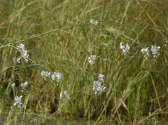 Sesbania erubescens
