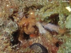 Achaeus japonicus