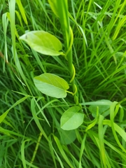 Convolvulus arvensis