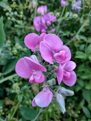 Lathyrus latifolius