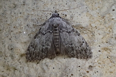Meganola strigula