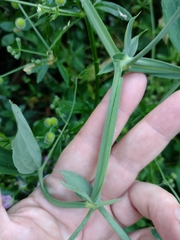 Lathyrus latifolius