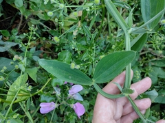 Lathyrus latifolius
