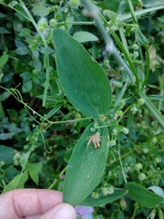 Lathyrus latifolius