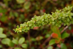 Coprosma elliptica