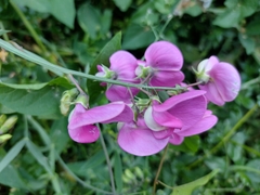 Lathyrus latifolius