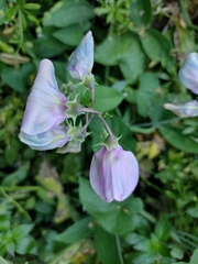 Lathyrus latifolius
