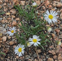 Erigeron vetensis