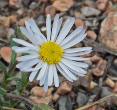 Erigeron vetensis