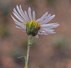 Erigeron vetensis