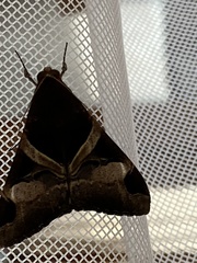Melipotis fasciolaris