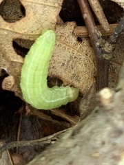 Lithophane antennata