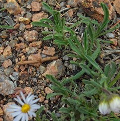 Erigeron vetensis