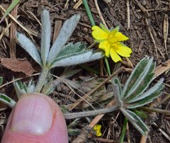 Potentilla concinna