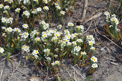 Plagiobothrys parishii