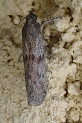 Cadra figulilella