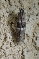 Elegia atrifasciella