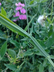 Lathyrus latifolius