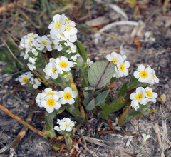 Plagiobothrys parishii