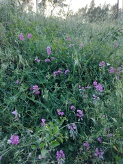 Lathyrus latifolius