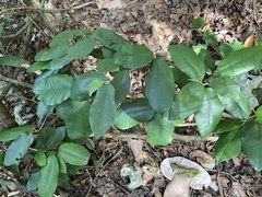 Chrysophyllum argenteum