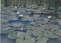 Nymphaea pulchella