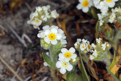 Plagiobothrys parishii
