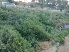 Lathyrus latifolius