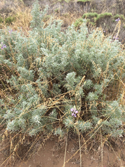 Lupinus chamissonis