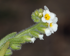 Plagiobothrys parishii