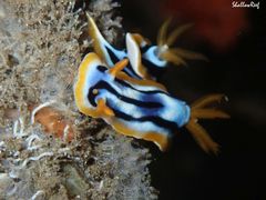 Chromodoris strigata