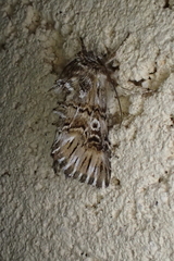 Omphalophana antirrhinii