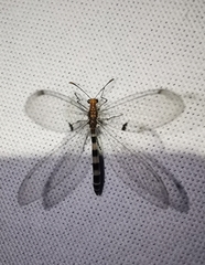 Megistopus flavicornis