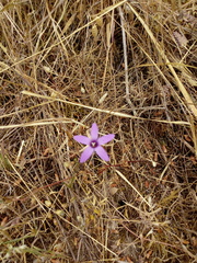 Campanula lusitanica