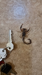 Centruroides fulvipes