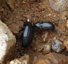 Pterostichus multipunctatus