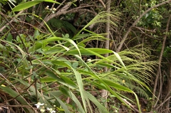 Panicum nephelophilum