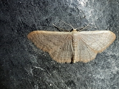 Idaea distinctaria