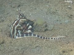 Thaumoctopus mimicus