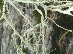 Evernia divaricata