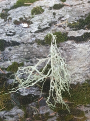 Evernia divaricata