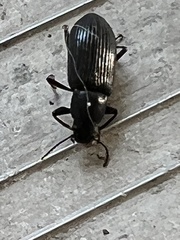 Xylopinus saperdoides