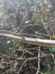 Senegalia westiana